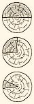 Radial splitting of timber  (York Archaeological Trust)